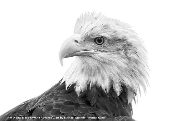 HM Digital B&W Advance Class by Michael Greiner - Riveting Gaze.jpg