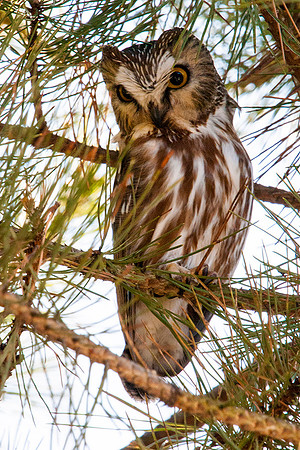 HM, Ron Nicols, Saw Whet Owl
