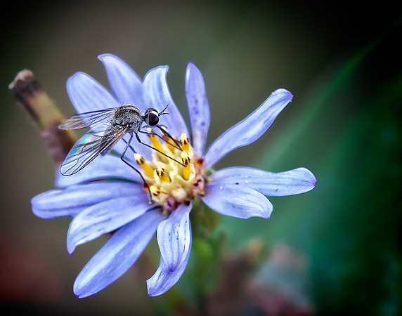 HM, Doug Conrad, Fly on Flower