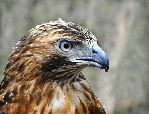 HM, Kevin Smith, Red Tail Hawk