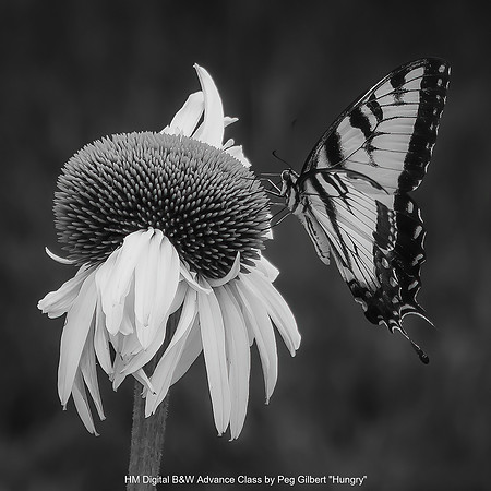 HM Digital B&W Advance Class by Peg Gilbert - Hungry