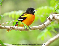 3rd Place Digital Color Advance Level by Kevin Smith - Oriole No. 4