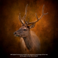 HM Digital Previously Entered Color Advance Level Image of the Year by Douglas Conrad - Elk in Velvet