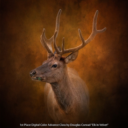 1st Place Digital Color Advance Class by Douglas Conrad - Elk in Velvet