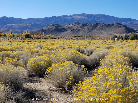 3rd Place Digital Color Entry Level by Mary Klauer - Desert Blooms