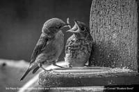 3rd Place Digital Open Class Black and White Advance Level Image of the Year by Douglas Conrad - Bluebird Bond