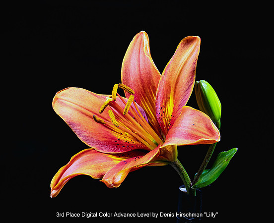 3rd Place Digital Color Advance Level by Denis Hirschman - Lilly
