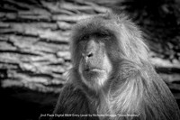 2nd Place Digital B&W Entry Level by Nicholas Wragge - Snow Monkey