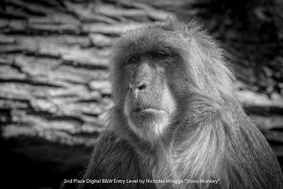2nd Place Digital B&W Entry Level by Nicholas Wragge - Snow Monkey