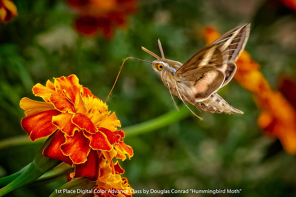 1st Place Digital Color Advance Class by Douglas Conrad - Hummingbird Moth