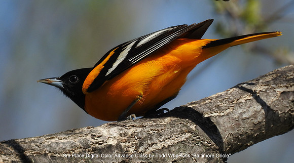 3rd Place Digital Color Advance Class by Todd Wheelock - Baltimore Oriole