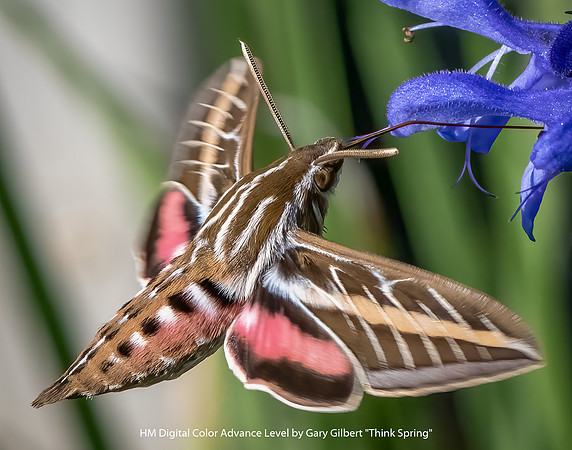 HM Digital Color Advance Level by Gary Gilbert - Think Spring