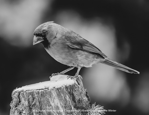 HM Digital B&W Advance Level by Peg Gilbert - Cardinal in the Winter
