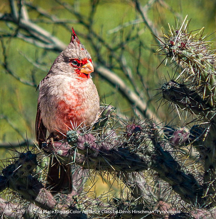 2nd Place Digital Color Advance Class by Denis Hirschman - Pyrrhuloxia