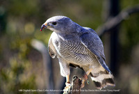 HM Digital Open Class Color Advance Level by Denis Hirschman - Grey Hawk