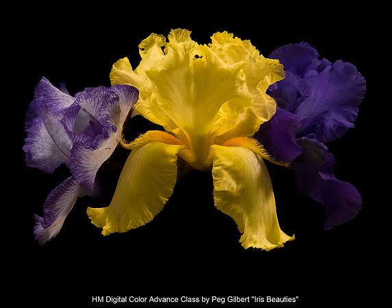 HM Digital Color Advance Class by Peg Gilbert - Iris Beauties.jpg