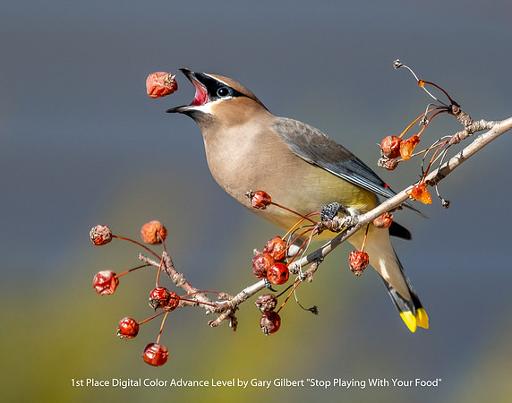 1st Place Digital Color Advance Level by Gary Gilbert - Stop Playing With Your Food