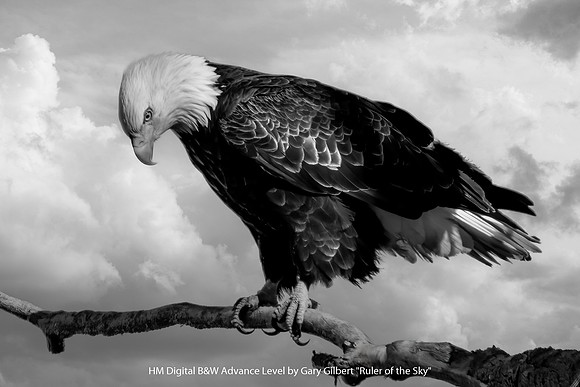 HM Digital B&W Advance Level by Gary Gilbert - Ruler of the Sky