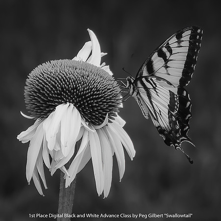 1st Place Digital B&W Advance Class by Peg Gilbert - Swallowtail