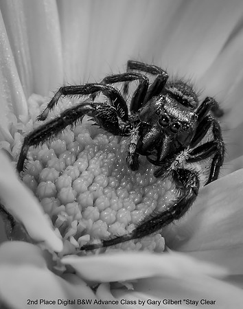 2nd Place Digital B&W Advance Class by Gary Gilbert - Stay Clear